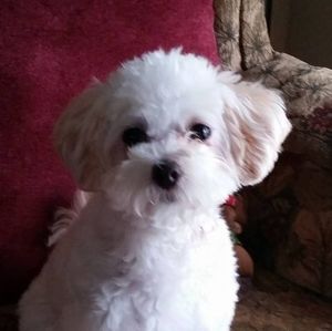 Meet your Posher, Ellen